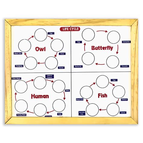 Buy Magnetic Life cycle - Covering 7 Life Cycles Activity - SkilloToys.com