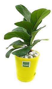 PlantMela Ficus Lyrata Fiddle Leaf Fig Plant with Self Watering Pot ...