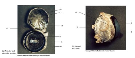 Image result for Cow Eye Dissection Tutorial