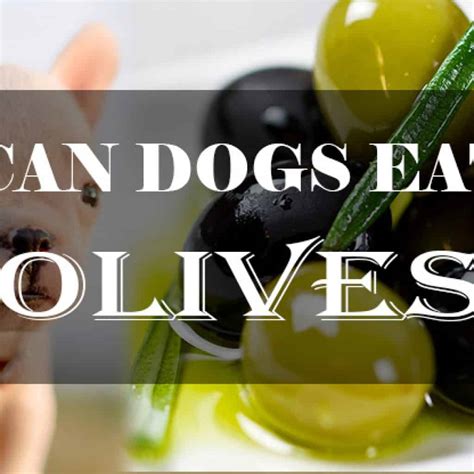 Dogs and Olives: Can Dogs Eat Olives Without Any Health Problems?