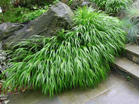 Hakonechloa Macra (Japanese Forest Grass / Hakone Grass) - Garden ...