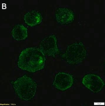 Anti-CD46 Antibody, clone 1C10 ZooMAb Rabbit Monoclonal Sigma-Aldrich