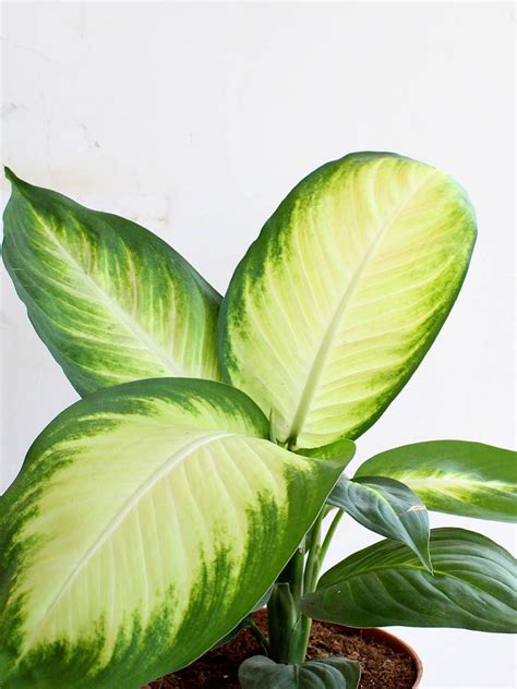 Dieffenbachia Honeydew (Large) – Greenkin