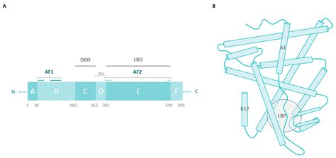 A Closer Look at Estrogen Receptor Mutations in Breast Cancer and Their ...