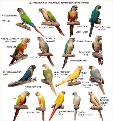 Image result for Conure Parrot Types
