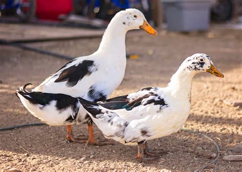 22 Black and White Duck Breeds
