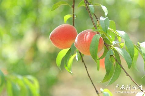 收获季节的桃园，将成熟的桃子采摘后，打包包装，准备运输发货。视频素材_ID:VCG2215305741-VCG.COM