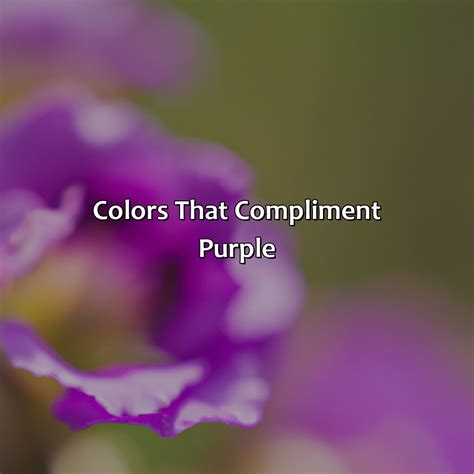 What Color Compliments Purple - colorscombo.com