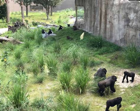 ZooLex Image - Gorilla and colobus monkey enclosure
