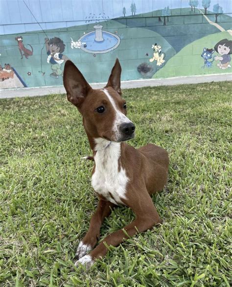 Becky is Pet of the Week for Laredo Animal Protective Society