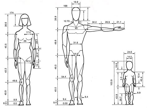 Human proportions | Human anatomy drawing, Human body proportions ...