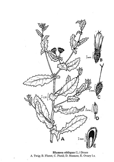 Herbarium JCB
