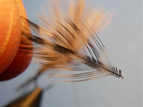 Image result for Emerger Fly Pattern