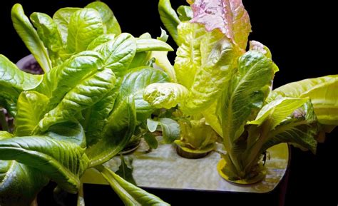 Image result for Krakey System Using Miracle Grow