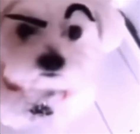 Raised eyebrow dog Memes - Imgflip