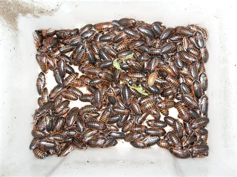 Dubia Roaches Egg Sack at Robert Gump blog