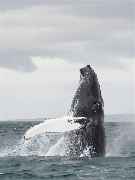 8 best whale watching tours in iceland insider tips – Artofit