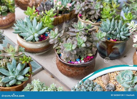 Miniature succulent plants stock photo. Image of garden - 56584138