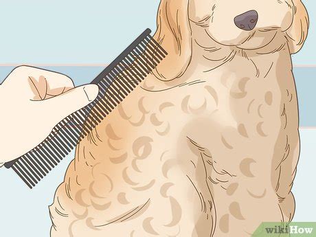 Image result for Groom Cockapoo Feet