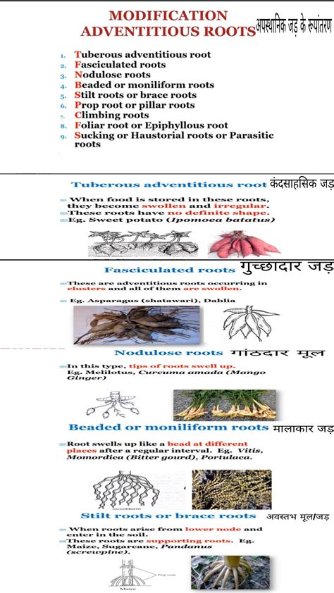 Image result for Root Modification Class 5