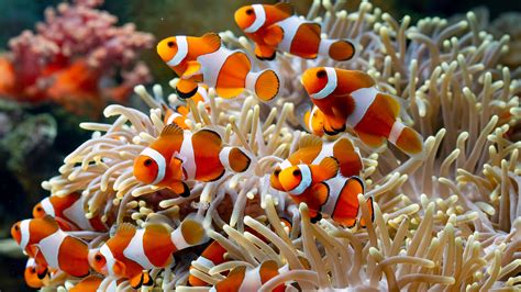 Wallpaper : underwater, sea, coral, animals, tropical fish, water, depth of field 3840x2160 ...