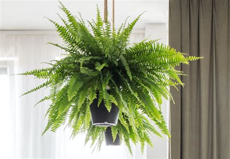 The Ultimate Guide to Indoor Fern Varieties - Houseplant Resource Center