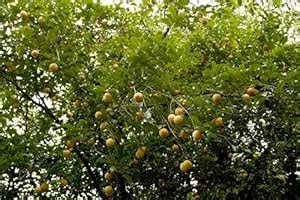 THE GREEN VIEW GARDENS Rare Plant Jaiphal Spice Fruit Plant Fragrant ...