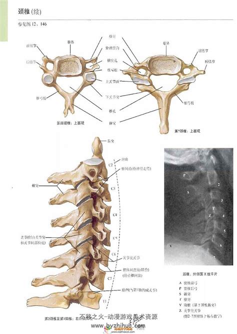 Image result for Vertebrae Alignment