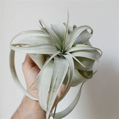 Realistic Air Plants at Patsy Range blog