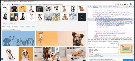 How to Scrap All Images Using Python 的图像结果
