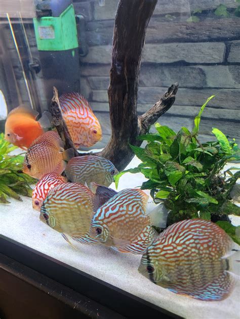 Image result for Discus Fish Shops