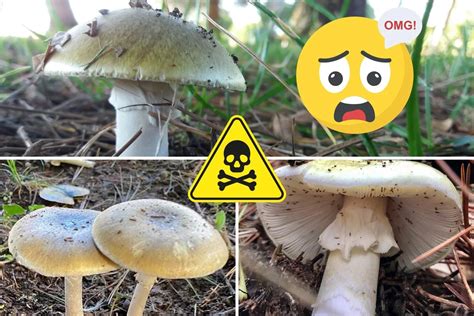 Most Poisonous Mushroom