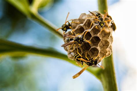 How to Get Rid of Wasp Nest NZ | Wasp Removal Tips | WaspMan