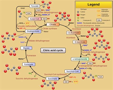 Krebs Cycle Explained Simply 的图像结果