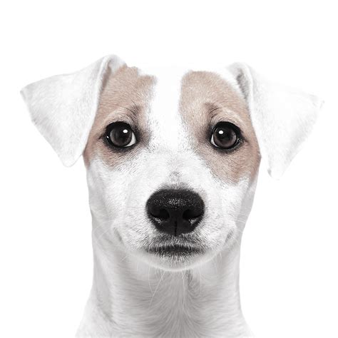 UrgentVet Wichita Vet Clinic | Emergency Vet Wichita, KS | After Hours ...