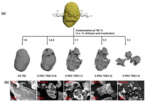 Chitosan-Derived Porous Activated Carbon for the Removal of the ...