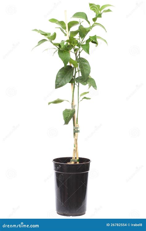 Seedling Citrus Tree Plant in the Small Pot Stock Photo - Image of ...
