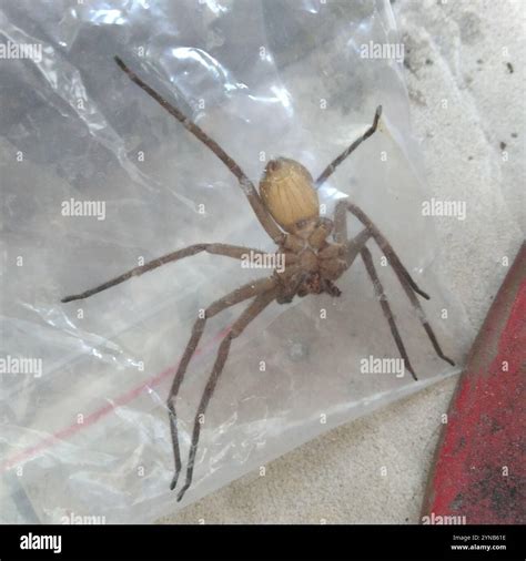 Pantropical Huntsman Spider (Heteropoda venatoria Stock Photo - Alamy