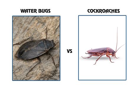 Water Bugs vs Cockroaches: How to Differentiate?