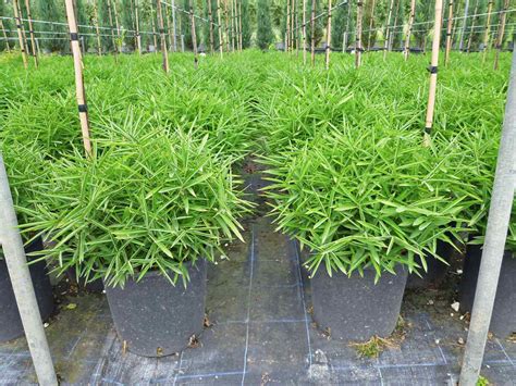 Bamboo Grass Graceful Bamboo Bambusa Textilis Gracilis | Fat Grass