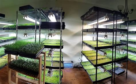 STORACK Heavy Duty Height Adjustable Rack For Microgreens Hydroponic ...