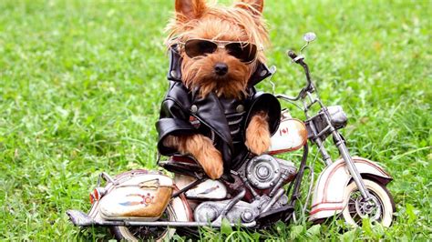 Free HD Wallpapers Funny Dogs - WallpaperSafari