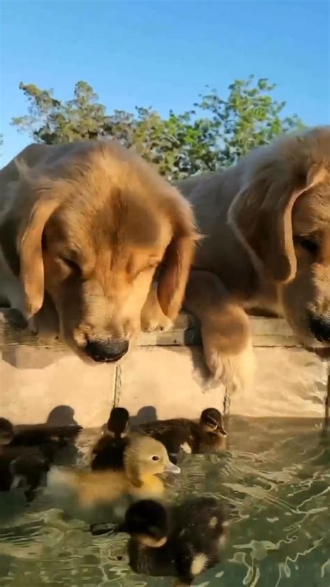 Pin by BenjaminGHJ on dog in 2024 | Cute funny dogs, Very cute dogs ...