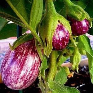 VibeX ® RXI-188 Hybrid Brinjal High Germination Seeds Seed Price in ...