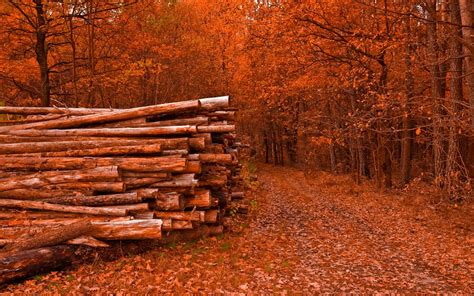 Forest Tree 的图像结果