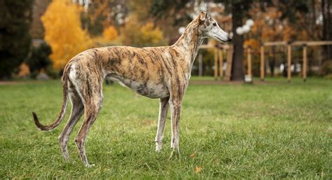 All About Dogs | History, Breeds, Fun Facts, Lifespan & More!