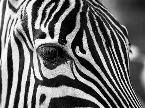 "Rock and Pop Bands: X, Y and Z" - Cryptic Quizzes by CrypticTone