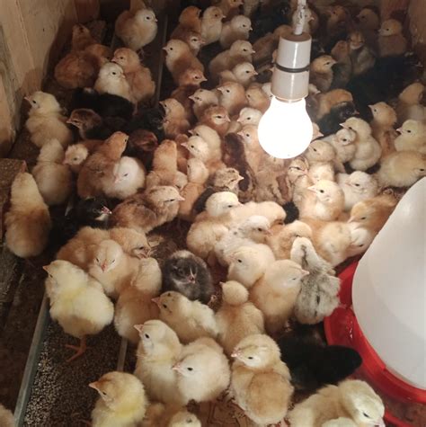 2 weeks old chicks – nicehatch incubator| solar incubators in Nairobi ...