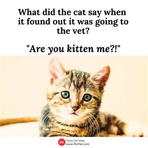 175 Best Cat Jokes & Puns To Give You Purr-fect Laugh