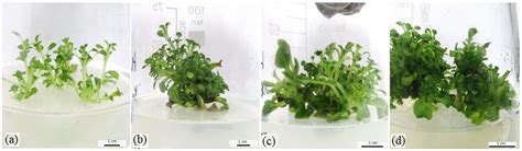 Study of the Component Composition of Essential Oil, Morphology ...